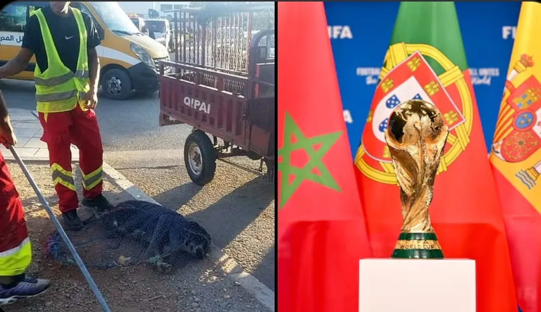 Mərakeşdə Dünya Çempionatı üçün milyonlarla it tələf ediləcək